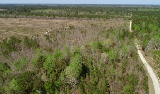 Photo of SOLD!!  111 Acres of Hunting and Timber Land For Sale in Craven County NC!