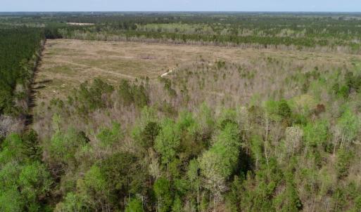 Photo of SOLD!!  111 Acres of Hunting and Timber Land For Sale in Craven County NC!
