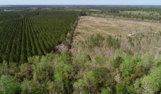 Photo of SOLD!!  111 Acres of Hunting and Timber Land For Sale in Craven County NC!