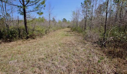 Photo of SOLD!!  111 Acres of Hunting and Timber Land For Sale in Craven County NC!