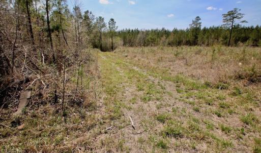 Photo of SOLD!!  111 Acres of Hunting and Timber Land For Sale in Craven County NC!