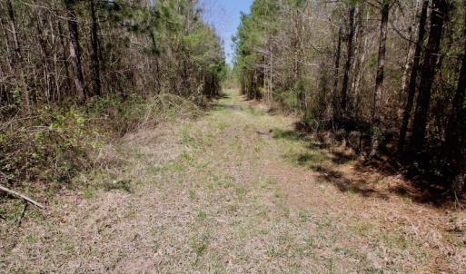 Photo of SOLD!!  111 Acres of Hunting and Timber Land For Sale in Craven County NC!
