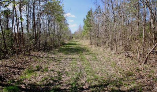 Photo of SOLD!!  111 Acres of Hunting and Timber Land For Sale in Craven County NC!