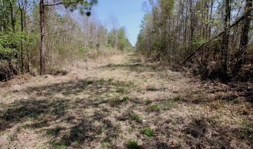 Photo of SOLD!!  111 Acres of Hunting and Timber Land For Sale in Craven County NC!