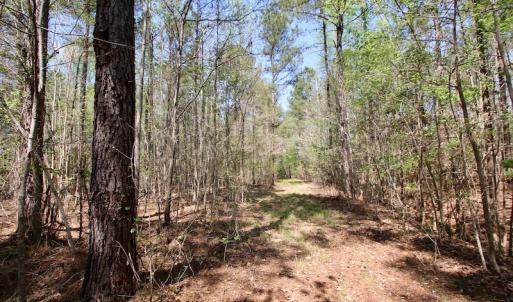 Photo of SOLD!!  111 Acres of Hunting and Timber Land For Sale in Craven County NC!