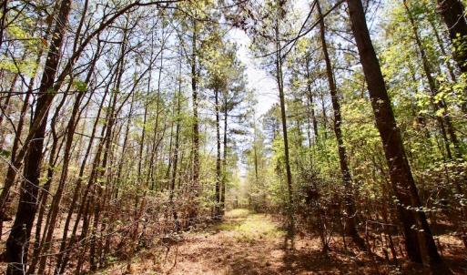 Photo of SOLD!!  111 Acres of Hunting and Timber Land For Sale in Craven County NC!