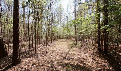 Photo of SOLD!!  111 Acres of Hunting and Timber Land For Sale in Craven County NC!