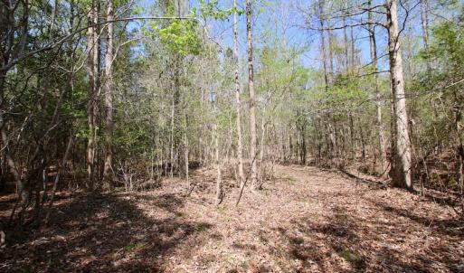 Photo of SOLD!!  111 Acres of Hunting and Timber Land For Sale in Craven County NC!