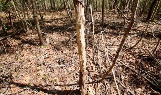 Photo of SOLD!!  111 Acres of Hunting and Timber Land For Sale in Craven County NC!