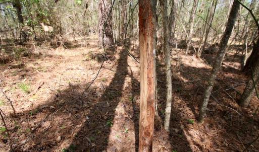 Photo of SOLD!!  111 Acres of Hunting and Timber Land For Sale in Craven County NC!