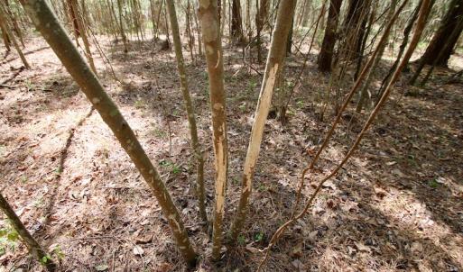 Photo of SOLD!!  111 Acres of Hunting and Timber Land For Sale in Craven County NC!