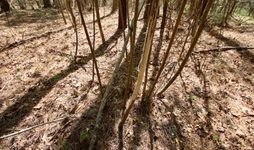 Photo of SOLD!!  111 Acres of Hunting and Timber Land For Sale in Craven County NC!