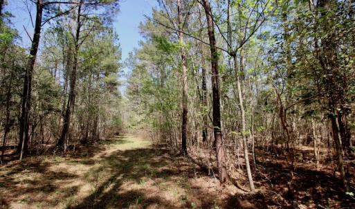 Photo of SOLD!!  111 Acres of Hunting and Timber Land For Sale in Craven County NC!