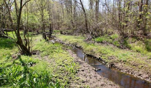 Photo of SOLD!!  111 Acres of Hunting and Timber Land For Sale in Craven County NC!