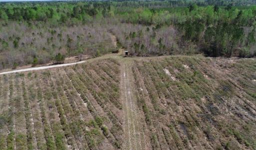 Photo of SOLD!!  111 Acres of Hunting and Timber Land For Sale in Craven County NC!