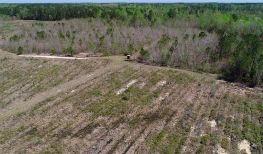 Photo of SOLD!!  111 Acres of Hunting and Timber Land For Sale in Craven County NC!