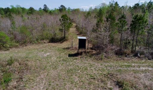 Photo of SOLD!!  111 Acres of Hunting and Timber Land For Sale in Craven County NC!