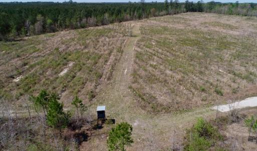 Photo of SOLD!!  111 Acres of Hunting and Timber Land For Sale in Craven County NC!