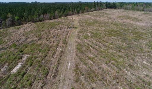 Photo of SOLD!!  111 Acres of Hunting and Timber Land For Sale in Craven County NC!