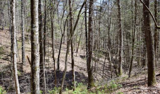 Photo of UNDER CONTRACT!  6 Acres of Hunting and Recreational Land with Cabin For Sale in Amherst County VA!