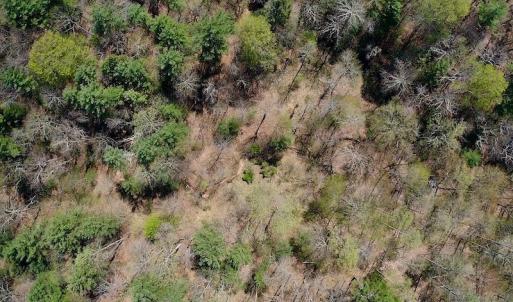 Photo of UNDER CONTRACT!  6 Acres of Hunting and Recreational Land with Cabin For Sale in Amherst County VA!