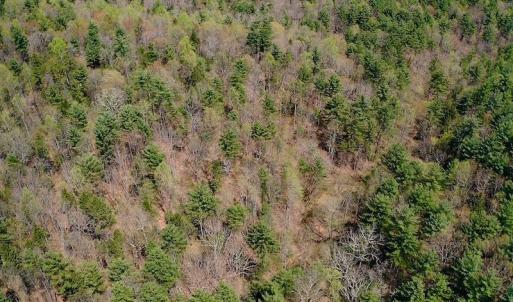 Photo of UNDER CONTRACT!  6 Acres of Hunting and Recreational Land with Cabin For Sale in Amherst County VA!