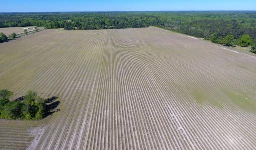 Photo of UNDER CONTRACT!  97.15 Acres of Farm and Hunting Land For Sale in Columbus County NC!