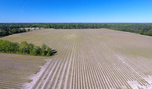 Photo of UNDER CONTRACT!  97.15 Acres of Farm and Hunting Land For Sale in Columbus County NC!