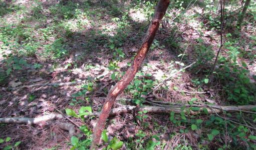 Photo of UNDER CONTRACT!  22 Acres of Residential and Recreational Land For Sale in Suffolk VA!