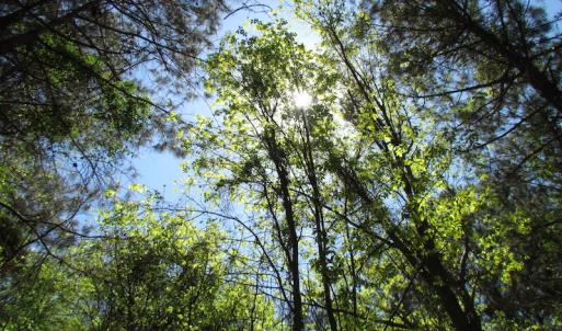 Photo of UNDER CONTRACT!  22 Acres of Residential and Recreational Land For Sale in Suffolk VA!