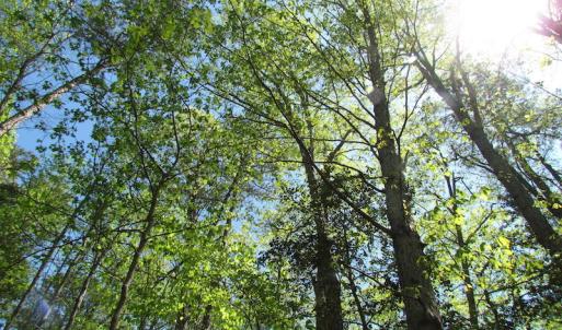 Photo of UNDER CONTRACT!  22 Acres of Residential and Recreational Land For Sale in Suffolk VA!