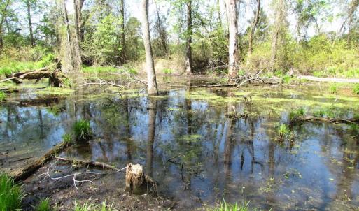 Photo of UNDER CONTRACT!  22 Acres of Residential and Recreational Land For Sale in Suffolk VA!