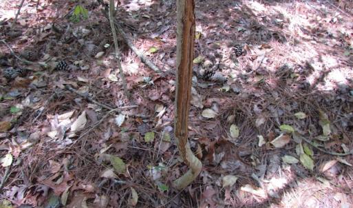 Photo of UNDER CONTRACT!  22 Acres of Residential and Recreational Land For Sale in Suffolk VA!