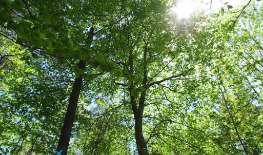 Photo of UNDER CONTRACT!  22 Acres of Residential and Recreational Land For Sale in Suffolk VA!