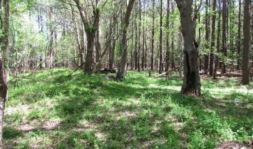 Photo of UNDER CONTRACT!  22 Acres of Residential and Recreational Land For Sale in Suffolk VA!
