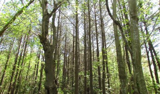 Photo of UNDER CONTRACT!  22 Acres of Residential and Recreational Land For Sale in Suffolk VA!