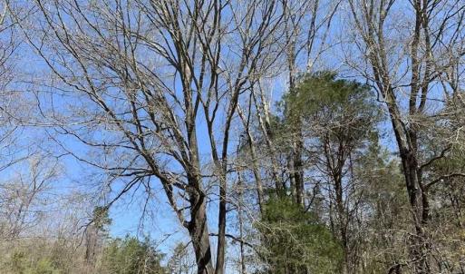 Photo of SOLD!!  42 Acres of Pasture and Timber Land For Sale in Caswell County NC!