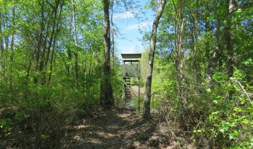 Photo of UNDER CONTRACT!  76 Acres of Farm and Timber Land For Sale in Robeson County NC!