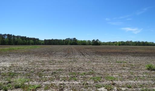 Photo of UNDER CONTRACT!  76 Acres of Farm and Timber Land For Sale in Robeson County NC!