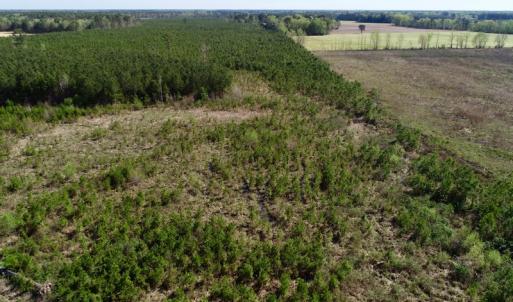 Photo of UNDER CONTRACT!  16.6 Acres of Hunting and Timber Land for Sale in Gates County NC!