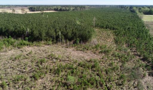 Photo of UNDER CONTRACT!  16.6 Acres of Hunting and Timber Land for Sale in Gates County NC!