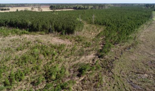 Photo of UNDER CONTRACT!  16.6 Acres of Hunting and Timber Land for Sale in Gates County NC!