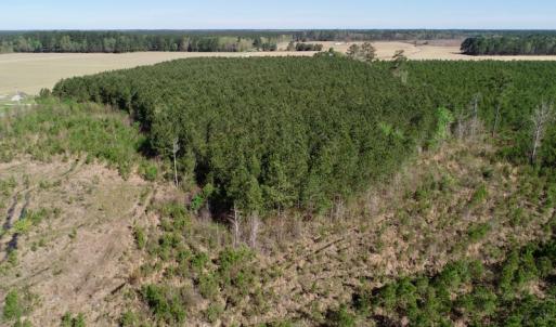 Photo of UNDER CONTRACT!  16.6 Acres of Hunting and Timber Land for Sale in Gates County NC!