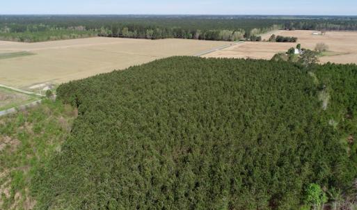 Photo of UNDER CONTRACT!  16.6 Acres of Hunting and Timber Land for Sale in Gates County NC!