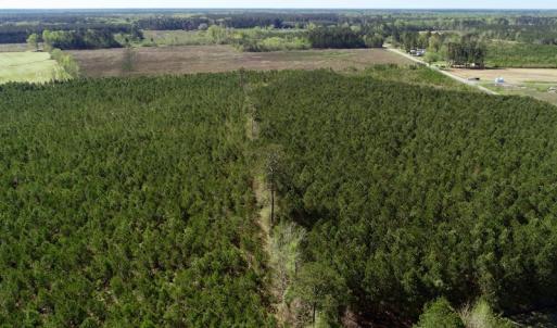 Photo of UNDER CONTRACT!  16.6 Acres of Hunting and Timber Land for Sale in Gates County NC!