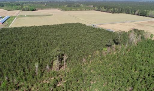 Photo of UNDER CONTRACT!  16.6 Acres of Hunting and Timber Land for Sale in Gates County NC!
