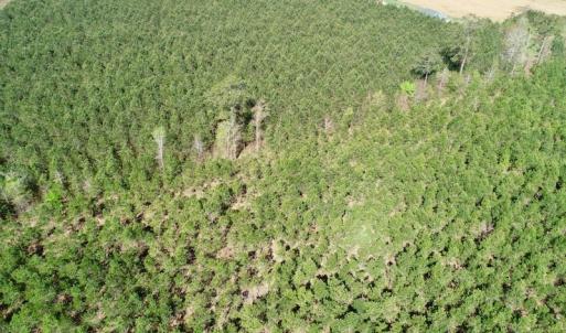 Photo of UNDER CONTRACT!  16.6 Acres of Hunting and Timber Land for Sale in Gates County NC!
