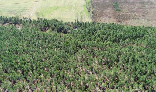 Photo of UNDER CONTRACT!  16.6 Acres of Hunting and Timber Land for Sale in Gates County NC!