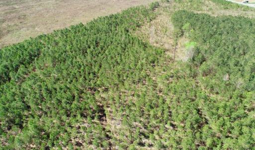Photo of UNDER CONTRACT!  16.6 Acres of Hunting and Timber Land for Sale in Gates County NC!