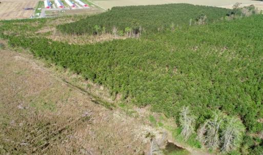 Photo of UNDER CONTRACT!  16.6 Acres of Hunting and Timber Land for Sale in Gates County NC!